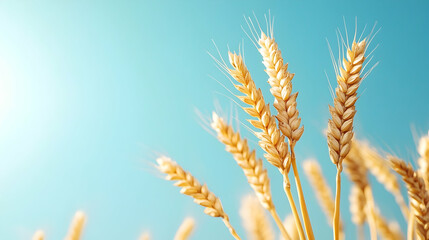Fototapeta premium Golden wheat stalks against a clear blue sky, representing harvest and abundance. Perfect for agriculture or food-related designs