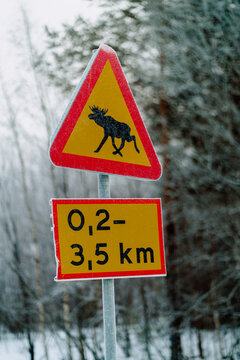 Moose Warning Sign on Snowy Road in Swedish Lapland