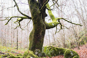 Majestic moss covered tree in magic forest landscape