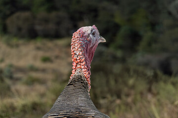 Wild turkey spotted in its natural habitat in Mexico during a sunny afternoon