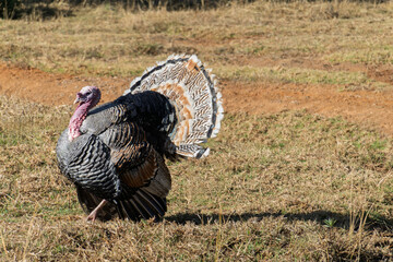 Wild turkey displaying feathers in the natural habitat of Mexico
