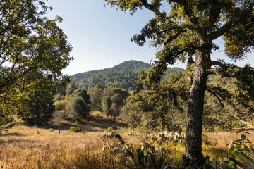 Scenic landscape of rolling hills and green trees during a sunny day in nature