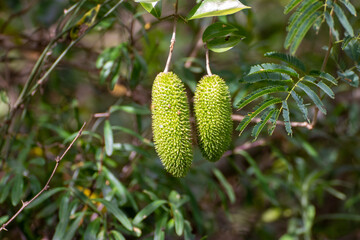 Graviola