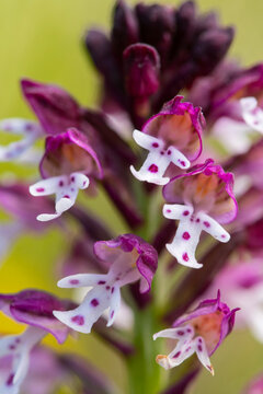 Close-up of wild orchids in Andalusia in vibrant colors