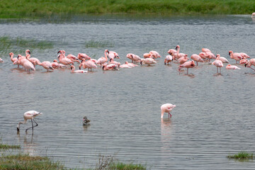 Greater flamingos are a genus of neognathous birds in the family Phoenicopteridae.