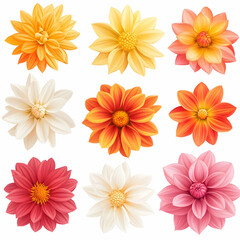 Nine vibrant dahlia flowers, various colors, overhead view, white background, ideal for floral designs