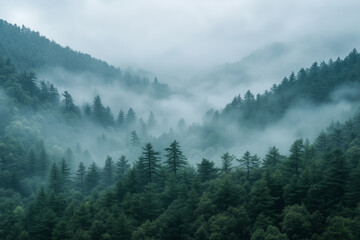Misty forest landscape with dense evergreen trees and fog covering the hills.