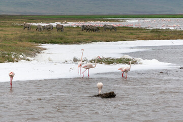 Naklejka premium Greater flamingos are a genus of neognathous birds in the family Phoenicopteridae.