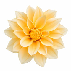 Pale yellow dahlia flower, top view, isolated on white background, for design