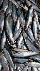 Obraz premium Scenes from a Fishing Trip