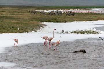 Greater flamingos are a genus of neognathous birds in the family Phoenicopteridae.