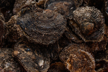 Oyster fishing
