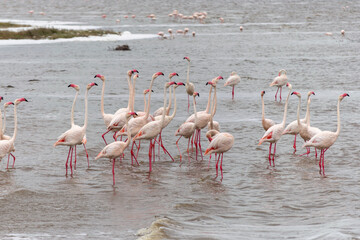 Greater flamingos are a genus of neognathous birds in the family Phoenicopteridae.