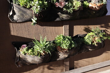 succulents on wall