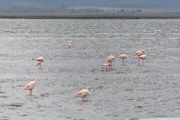 Greater flamingos are a genus of neognathous birds in the family Phoenicopteridae.