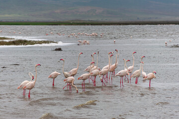 Naklejka premium Greater flamingos are a genus of neognathous birds in the family Phoenicopteridae.