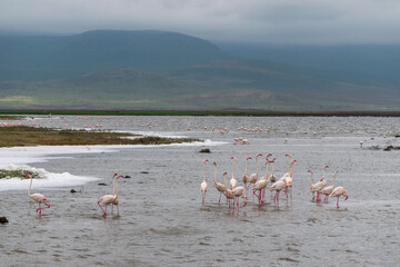 Greater flamingos are a genus of neognathous birds in the family Phoenicopteridae.