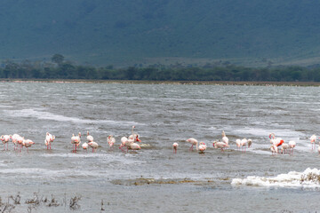 Greater flamingos are a genus of neognathous birds in the family Phoenicopteridae.