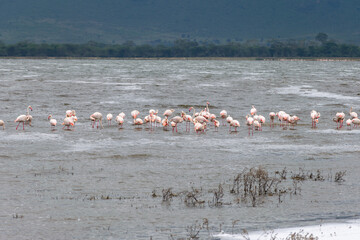Greater flamingos are a genus of neognathous birds in the family Phoenicopteridae.
