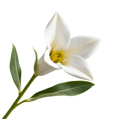 Naklejka premium Freesia Flower PNG Isolated on Transparent Background for Floral Design 