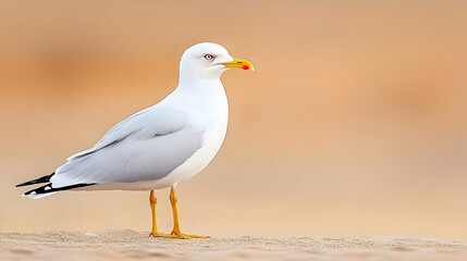 Fototapeta premium Seagull standing on sandy beach, sunset background. Perfect for wildlife, nature, or travel websites