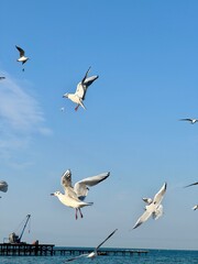 seagulls in the sky, unusual poses of birds in flight. High quality photo