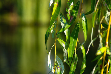 A branch of a wild willow bent over the water © Ivan Trybushnyi