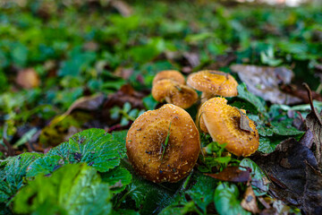 Armillaria (Hallimasch) group of mushrooms, in the middle of green grass