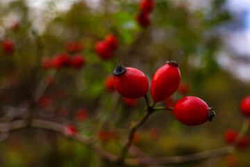 A sprig of rose hips with three fruits