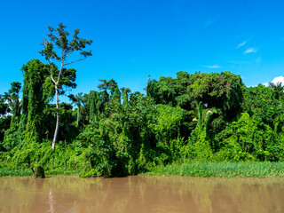 Amazon river landscape with rainforest.