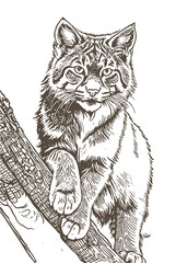 Close-up portrait of Eurasian Lynx Hand drawn vector drawing Black and White sketch transparent background