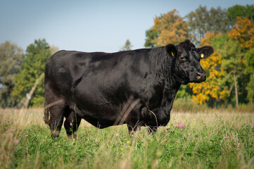 Black angus cow standing on grassland, side view of a cow. Sunny day