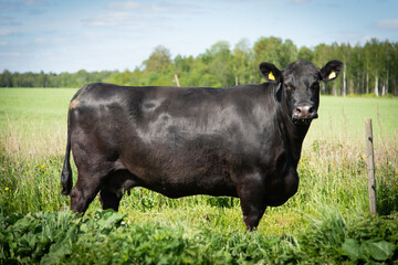 Black angus cow standing on grassland, side view of a cow. Sunny day