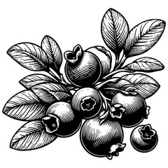 Blueberry engraving sketch vector illustration