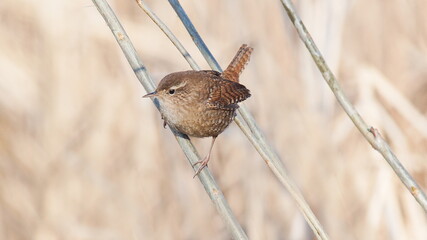 blackbird in the grass