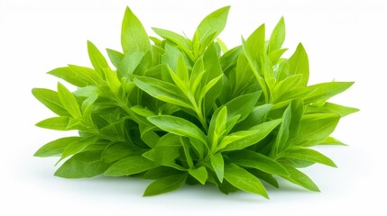 Fototapeta premium Fresh Tarragon Leaves Isolated on White. Generative AI