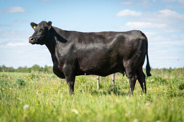 Black angus cow standing on grassland, side view of a cow. Sunny day