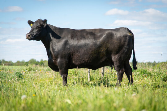 Black angus cow standing on grassland, side view of a cow. Sunny day
