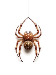 A Terrifying and Spider Hanging from a Web Radiating Pure Malice