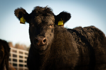Black angus heifer calf portrait winter day in sunshine. Cow face close up