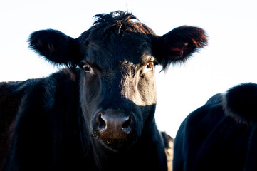 Black angus cow portrait summer day in sunshine. Cow face close up