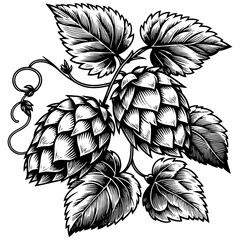 Hops Plant Leaves engraving vector illustration