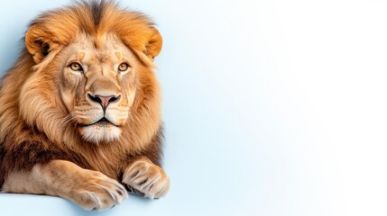 Fototapeta premium Lion in a Minimalistic White Background. Generative AI
