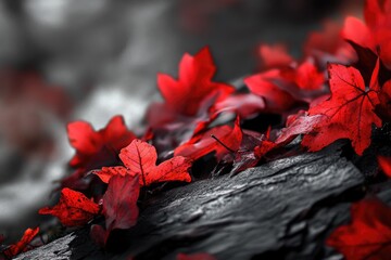 Vibrant red maple leaves scattered on a dark, textured surface, creating a striking autumnal scene.