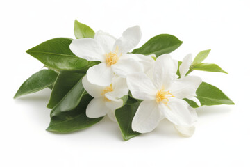 Fototapeta premium White flowers and green leaves arranged beautifully for decoration or floral design ideas