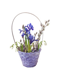Iridodictyum, willow branches and snowdrops in a basket on a white background isolated.