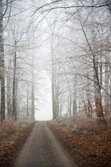 winter forest, fog and frost