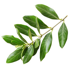 Obraz premium Vibrant Green Olive Branch Close-Up