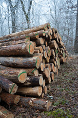 stack of firewood