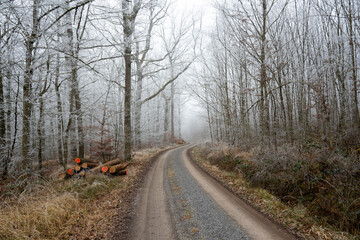 Fototapeta premium road in the woods